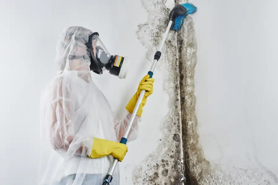 Understanding the Mold Remediation Process for Your Home Myrtle Beach, SC