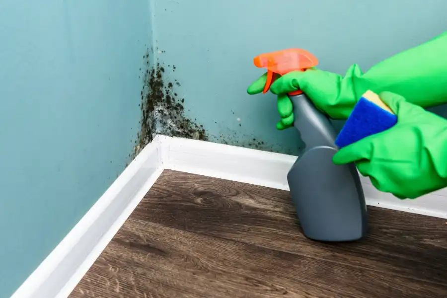 Why Mold Remediation Is Essential for Your Health and Safety in Myrtle Beach, SC